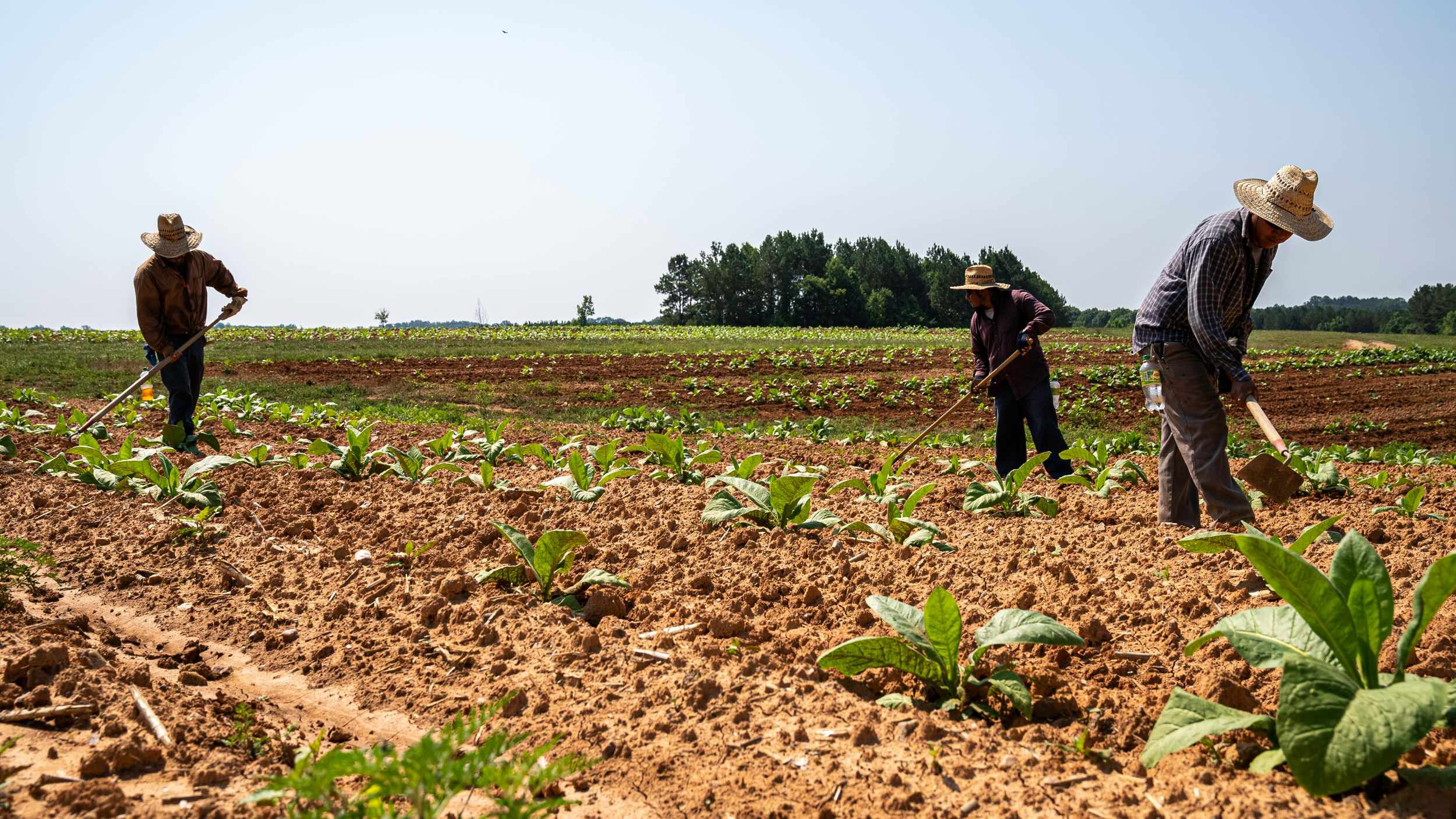 Migrant farm workers working in a field