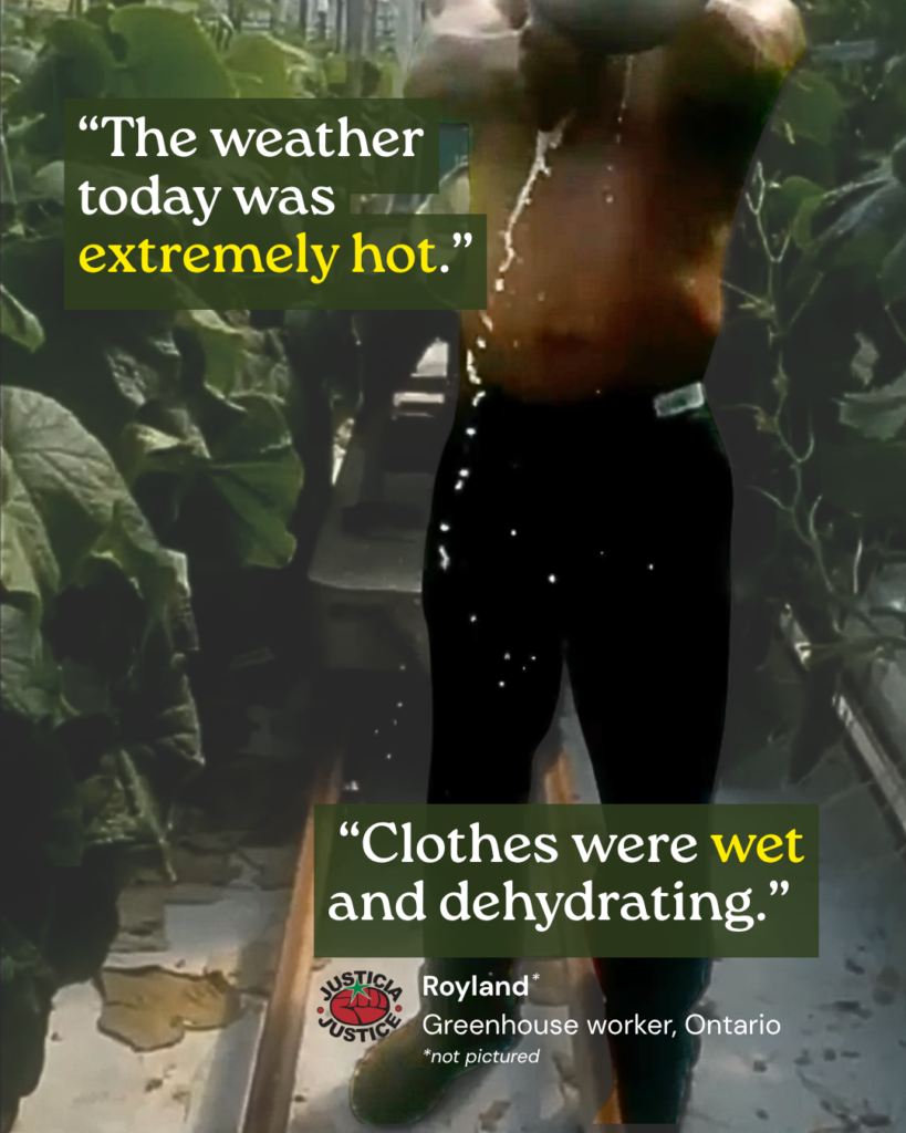 Worker in a greenhouse wrings out his clothing in the extreme heat. Superimposed quotation: "The weather today was extremely hot. Clothes were wet and dehyrdating."